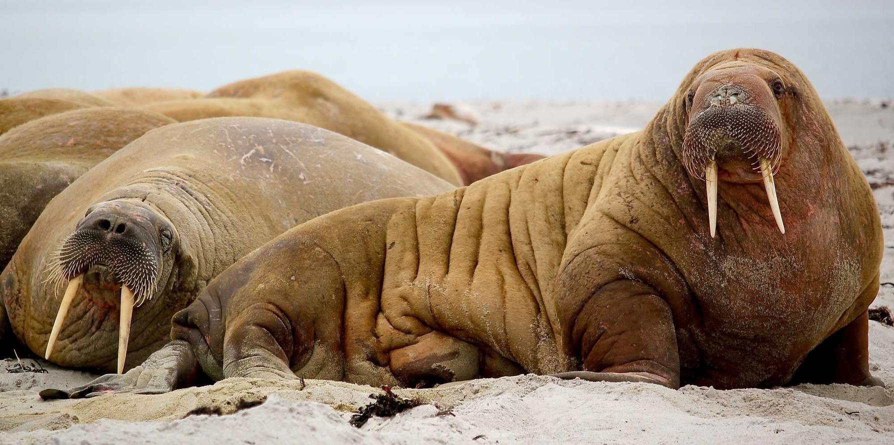 V粉卡实名账号：广告代理一体化平台